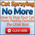 Why Has My Cat Stopped Using His Litter Box