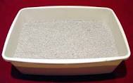How To Get Your Cat To Use The Litter Box…