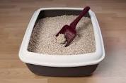 Is Your Cat Avoiding There Litter Box?