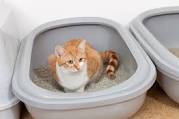 How To Stop Litter Box Problems