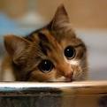 Is Your Cat’s Feelings Making Them Spray?