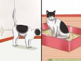 Old Cat Peeing Everywhere