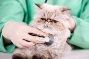 A Medical Approach For Your Cat Spraying