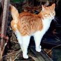 Urinary Problems Arise Good Time To See The Vet