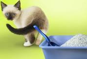 Elimination Problems for More Than One Cat