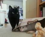 Sneaky Eliminator When You Have More Than One Cat